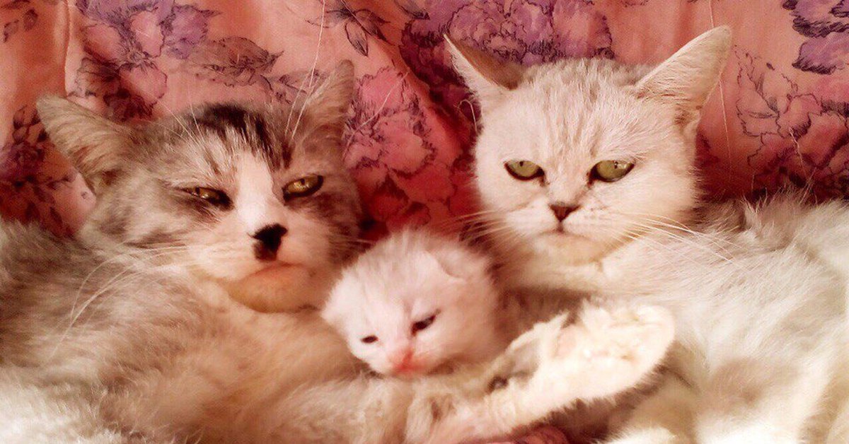 Cat parents. Кошачья семья. Семья котят. Счастливая Кошачья семья. Семья кошек с котятами.