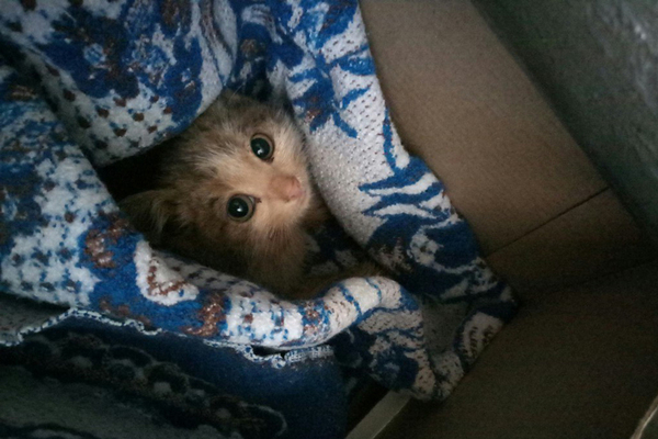 A resident of Zlatoust rescued a kitten frozen in the ice - cat, Frozen in the ice, Animal Rescue, Zlatoust, Help