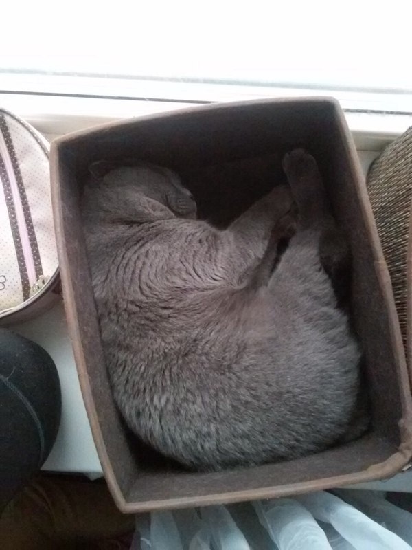 heated box - cat, Warm, Box, Homemade, Photo, Fur