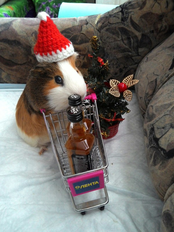 Innokenty is ready for the New Year! - My, Guinea pig, New Year, Milota, Jack daniels, Longpost