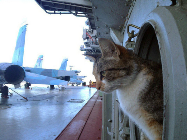 Kuzya on Kuzya - cat, Ship, Airplane, Fighter, Aircraft carrier, Aircraft carrier Kuznetsov