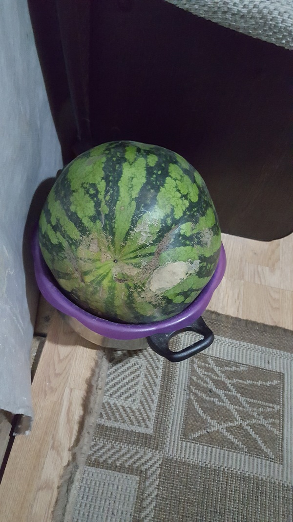 Lying, waiting - My, Watermelon, New Year, Storage