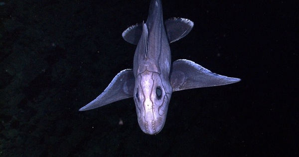 Analysis of the flight of a ghost shark - A fish, The science, Reply to post, League of biologists, , Biology, Longpost, Exposure