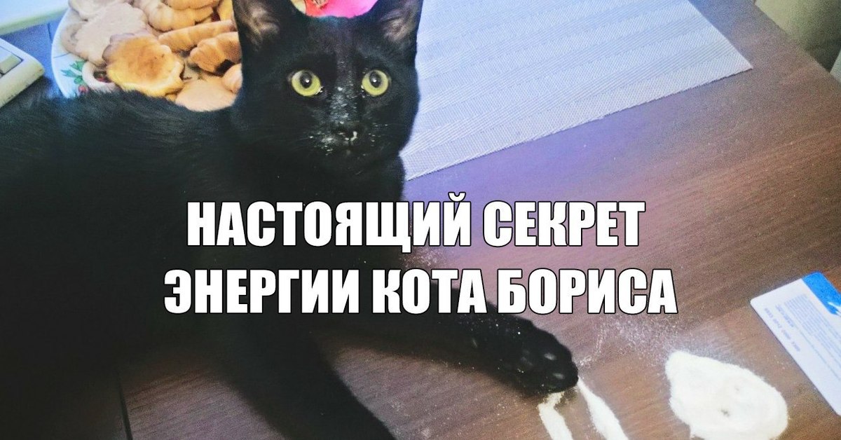 Секрет кота. Секрет энергии кота Бориса. Настоящий секрет кота Бориса. Мемы про кота Бориса.