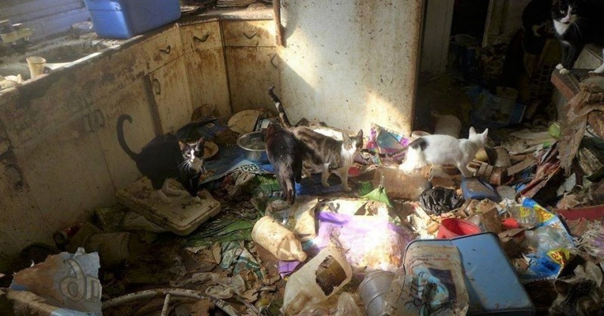 Ужасно грязно. Много котов в квартире. Накопительство животных. Грязно в доме. Патологическое накопительство животных.