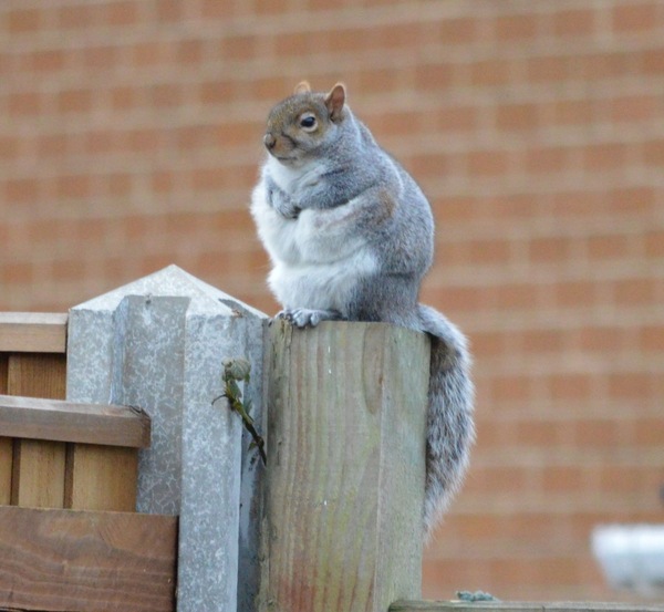 fat squirrel - , Excess weight