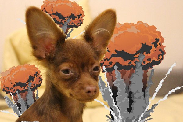 When the world around you is collapsing and you're just a cool dog - My, Dog, Russian Toy Terrier, Explosion