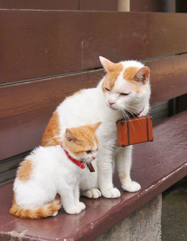 We are not local... - cat, Benches, 