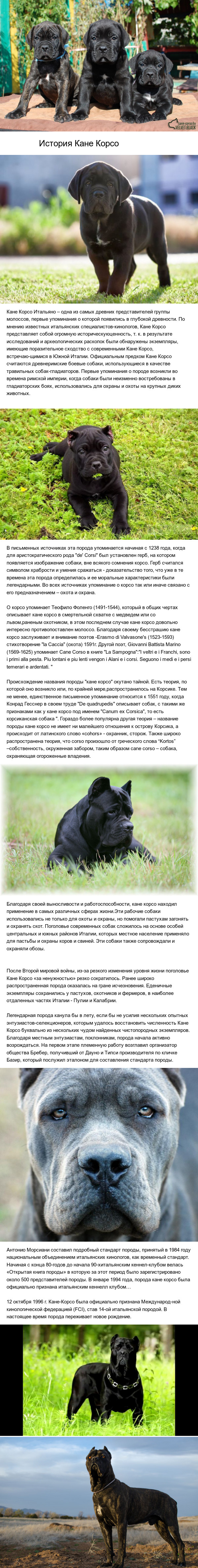 Roman heavy infantry - Dog, Cane Corso, , Longpost, Friend