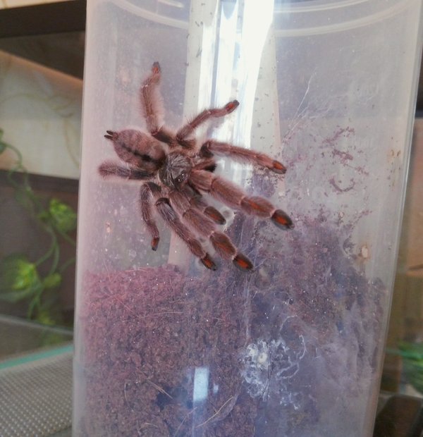 Tarantula spiders (Theraphosidae). - My, Hobby, Spider, Tarantula, Bird spiders, Pet, Longpost, Pets