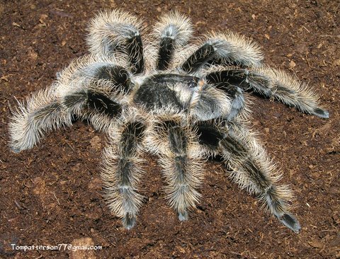 Tarantula spiders (Theraphosidae). - My, Hobby, Spider, Tarantula, Bird spiders, Pet, Longpost, Pets