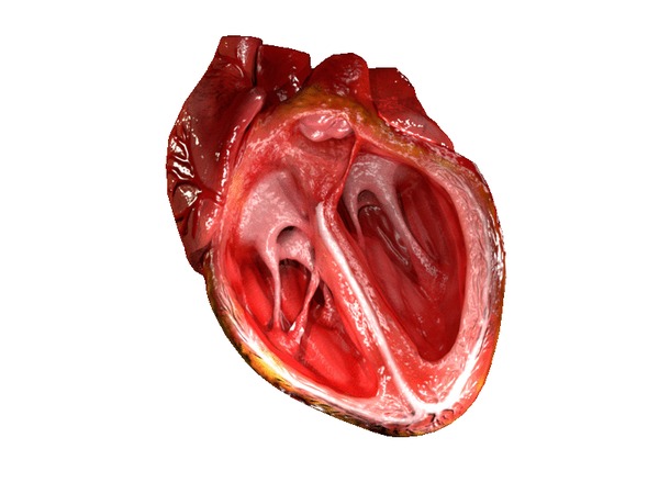 Как и из чего можно сделать макет сердца на урок биологии?