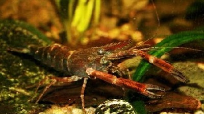 The most interesting aquarium shrimp. Part 3 - Aquarium, Aquarium shrimp, Scalariki, Video, Longpost