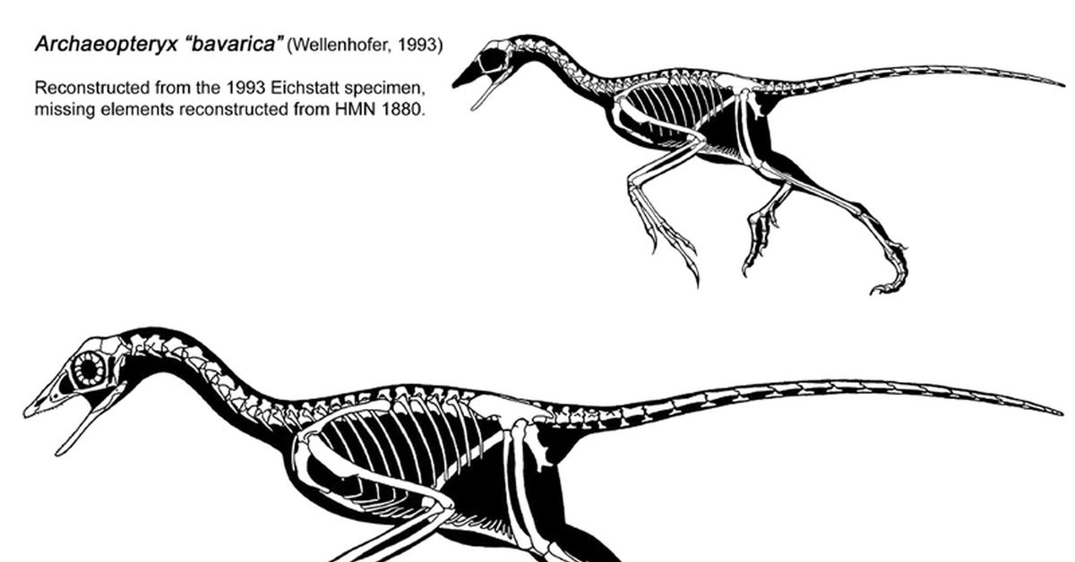 Прогрессивными характеристиками птиц в сравнении с рептилиями. Археоптерикс Эволюция птиц. Анатомия археоптерикса. Археоптерикс и пресмыкающиеся. Археоптерикс строение.