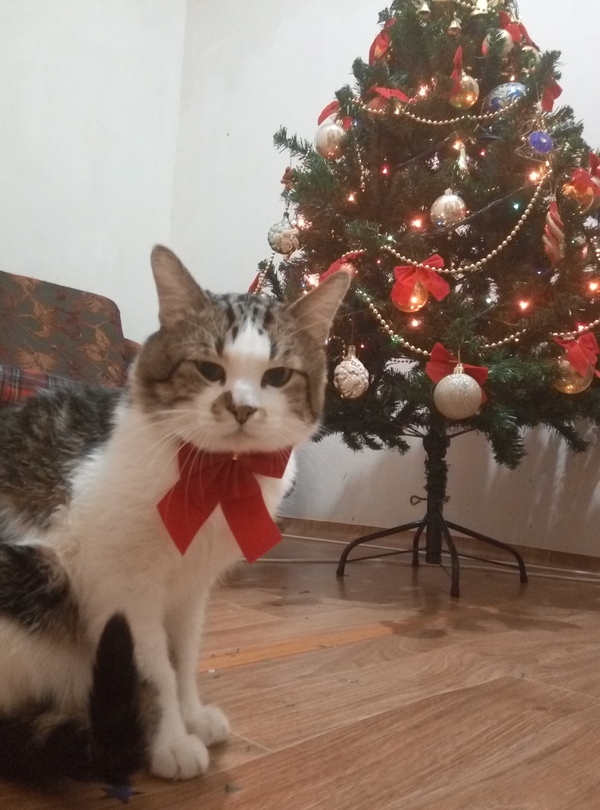 Failed to eat the tree - My, Christmas trees, cat, Gourmet, Failure, Nearly, New Year