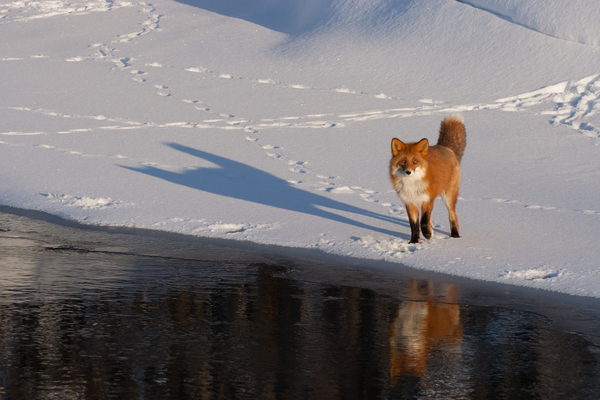 Kamchatka foxes - My, Kamchatka, Nature, Fox, Animals, Photo hunting, Longpost