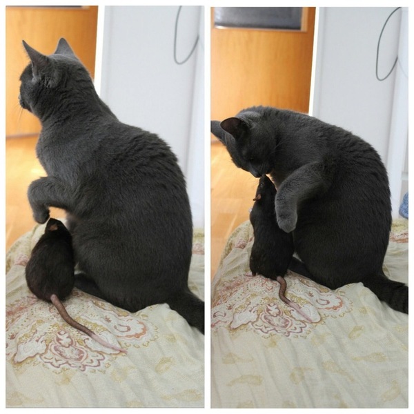 Внезапная дружба