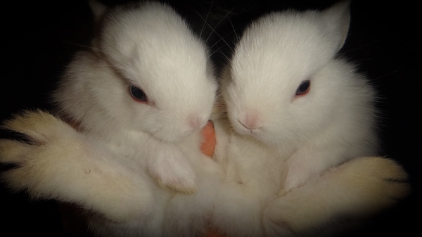 Small white rabbits with blue eyes - My, , White, Rabbit, Blue eyes, , , Small, Manual, Decor