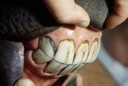 Тетрациклиновые зубы: диагностика и методы лечения