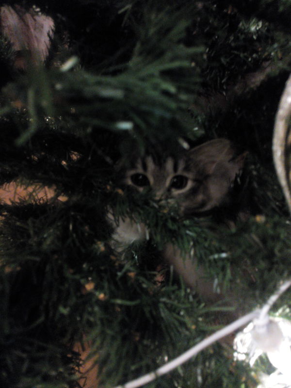 New Year's ... - Christmas trees, cat, My