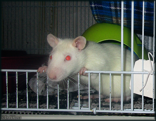 When you are waiting for a tasty treat (Alpheus, Wistar). - My, My, , Rat, Decorative rats, Rat Chronicles, Photo, The photo