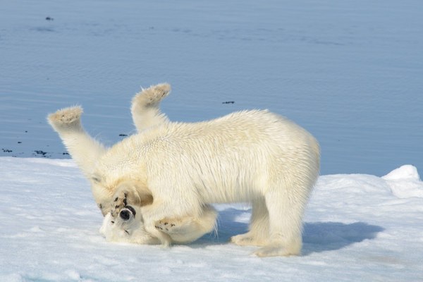 Wrestlers - Photo, Polar bear, Wrestlers, Spitsbergen