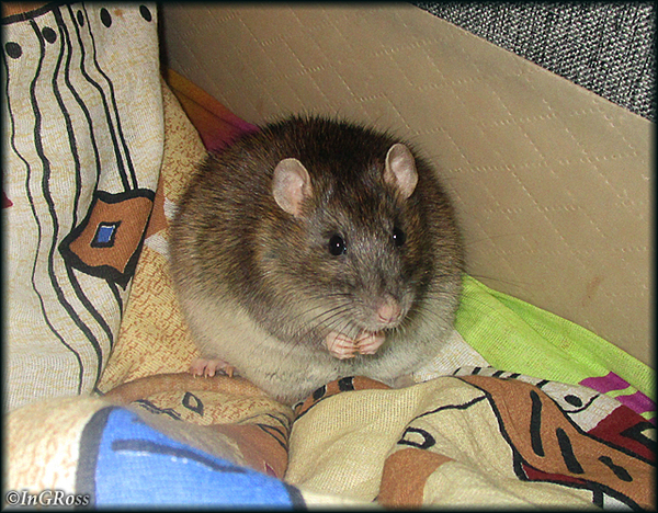 - ���� �����? ��, �� ������. � �����. (�������)