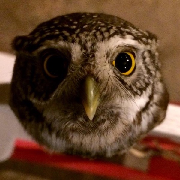 Sparrow owl - My, Sparrow owl, Sonya