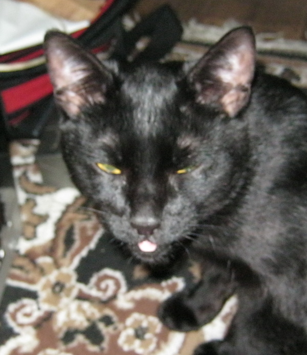 leather bastard - My, Skin, cat, Longpost, Asshole, My