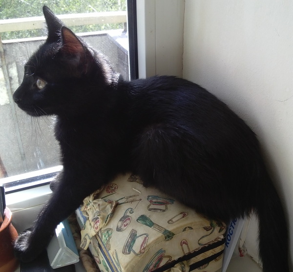 leather bastard - My, Skin, cat, Longpost, Asshole, My
