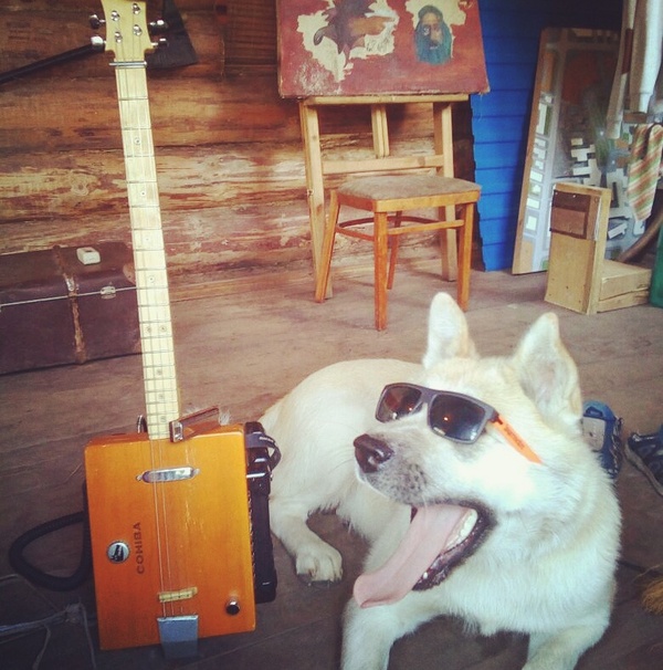 Like a boss - My, , Dog, , , Cigar box guitar