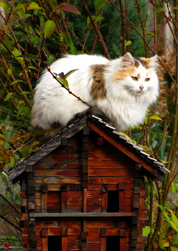 The program of resettlement from dilapidated housing is stalling. - cat, House, cat house