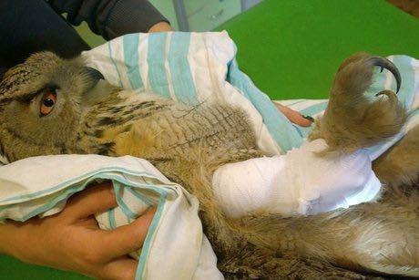 A resident of Irkutsk rescued a wounded eagle owl on a busy highway - Animals, cat, Cats and dogs together, The rescue, A life, Owl