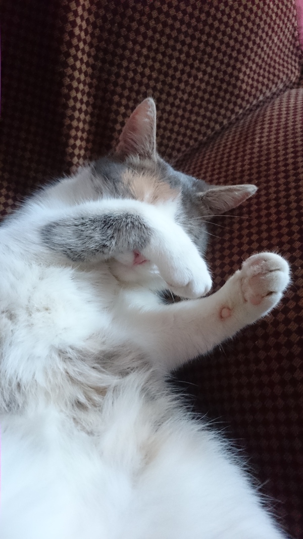 cat facepalm - Dream, cat, My, Facepalm