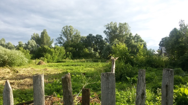 Summer pastoral, they say, green calms) - My, The nature of Russia, Summer, Pastoral