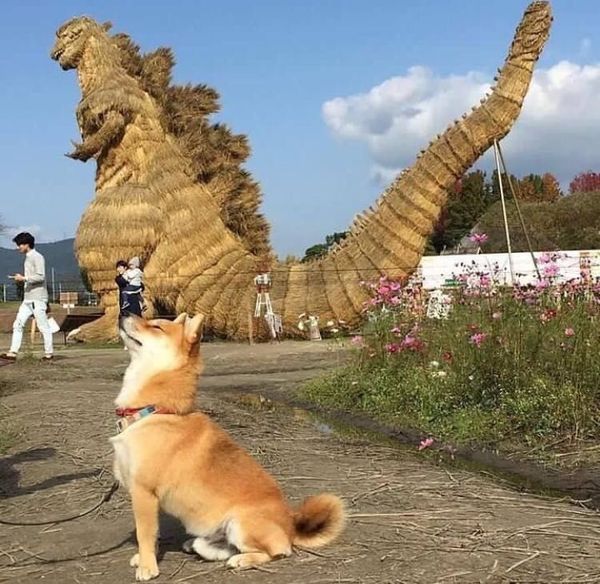 Look master! - Shiba Inu, Godzilla, , Images, Dog