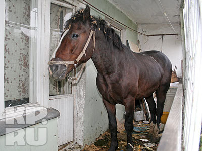 I dream of a stall and free fields. - Horses, Balcony