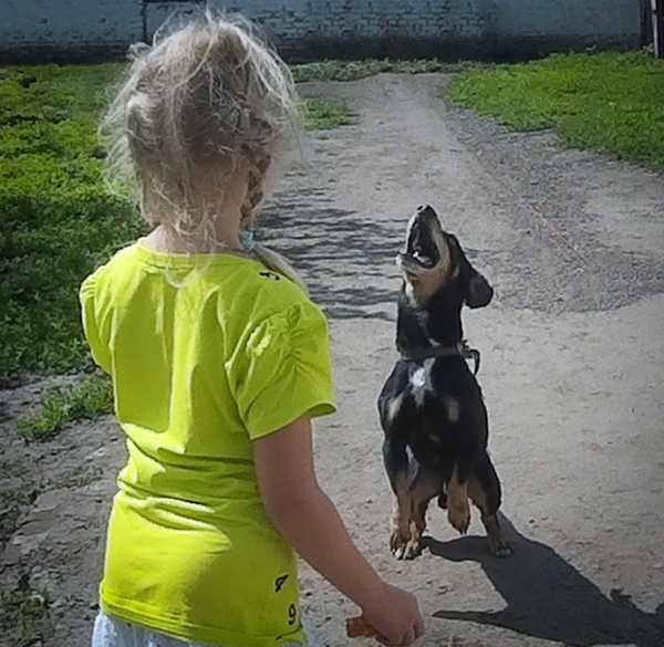 Dog - Games, Dog, Dachshund, My