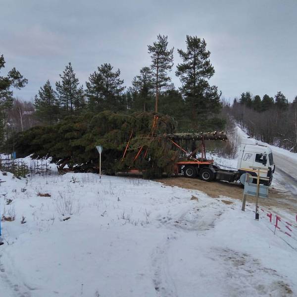 The holiday comes to us! - Christmas trees, New Year, , Карелия, Segezha