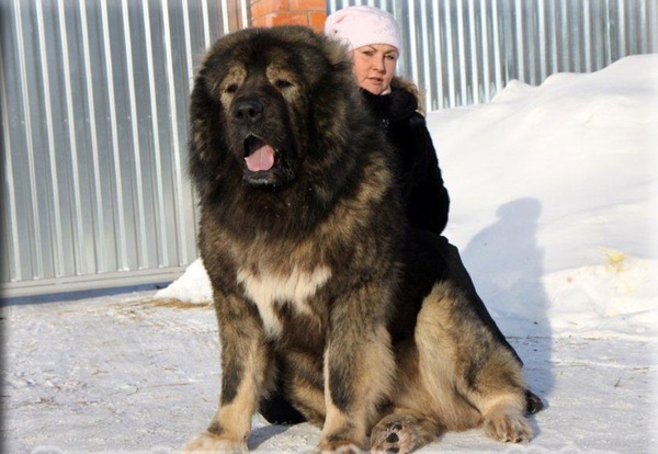 У меня Кавказец