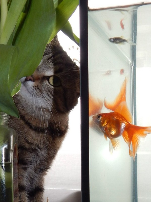 Yeah, he came to make a wish, he already believed - cat, Wish, Aquarium, Golden, A fish, Homemade, Photo