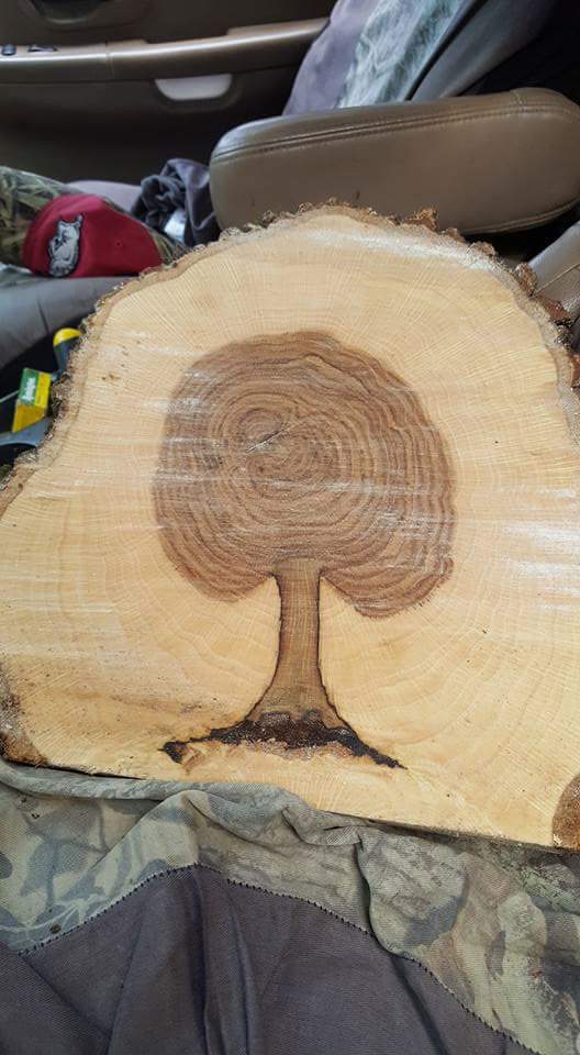 Tree rings in the form of a tree - Tree, Saw, Ring