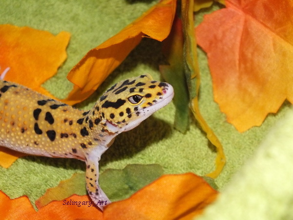 Thursday - lizard day - My, Lizard, Eublefar, fur farm, Gecko, Longpost, My