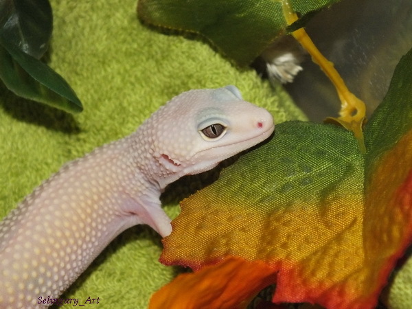 Thursday - lizard day - My, Lizard, Eublefar, fur farm, Gecko, Longpost, My