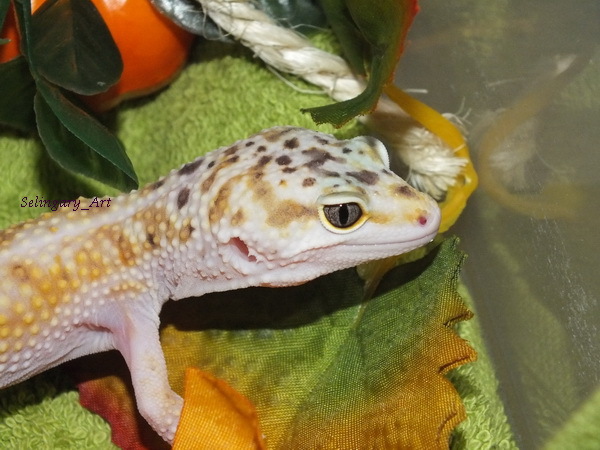 Thursday - lizard day - My, Lizard, Eublefar, fur farm, Gecko, Longpost, My