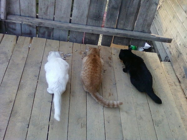 Morning lunch. Putik, Chubasik and Obama - Photo, cat, cat house, Breakfast, Animals