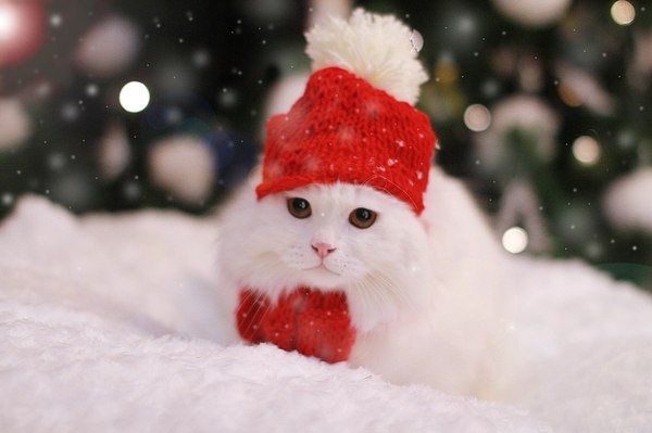 Merry Christmas to you! - cat, Christmas, Snow