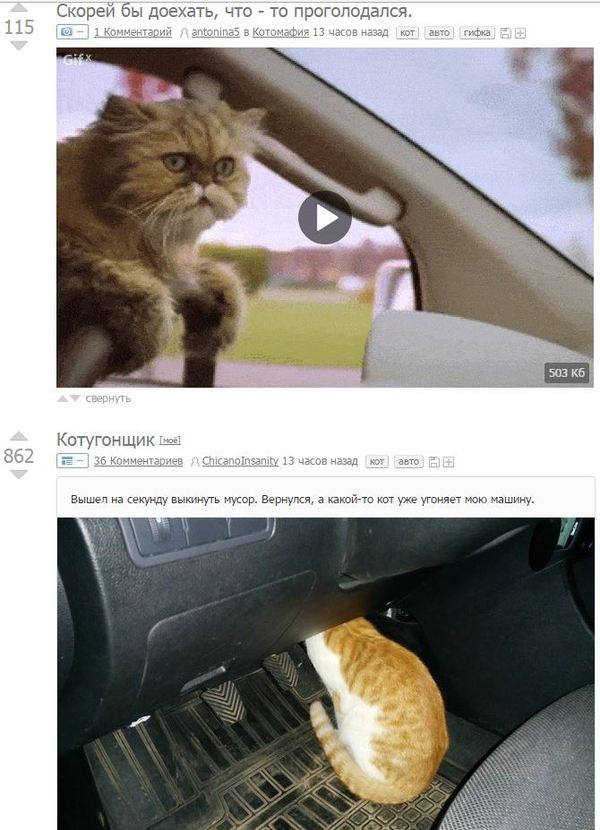 Paired cat driving - cat, Auto, Coincidence