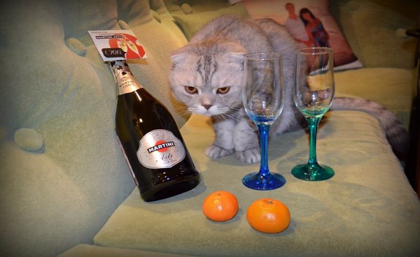 Visiting a strong and independent - New Year, Tangerines, Goblets, Champagne, cat, Strong and independent
