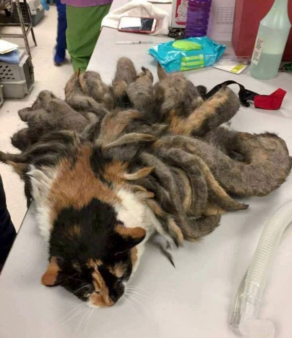 The cat was saved from excess hair - cat, Wool, Longpost